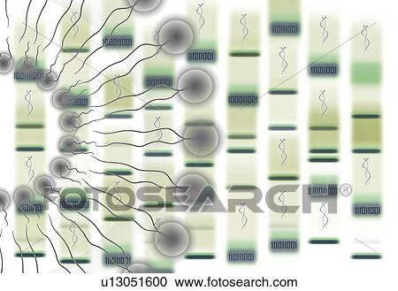 Bioinformatics, conceptual illustration View Large Photo Image Stock Image - Bioinformatics, conceptual illustration. Fotosearch