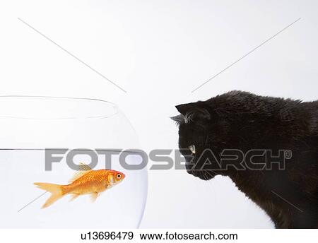 Black cat staring at a goldfish View Large Photo Image Stock Photo - Black cat staring at a goldfish. Fotosearch