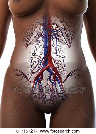 Stock Photo - Blood vessels of the abdomen, illustration. Fotosearch