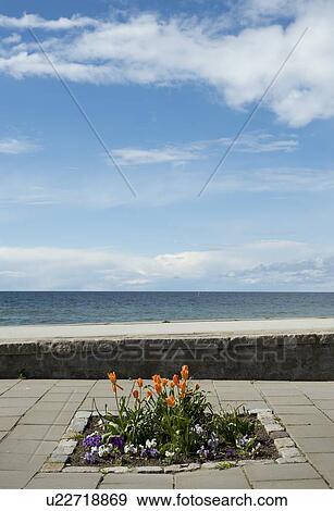 Blossoming flowers beside Baltic Sea, Visby, Gotlands Lan, Sweden View Large Photo Image Stock Photo - Blossoming flowers beside Baltic Sea, Visby, Gotlands Lan, Sweden. Fotosearch