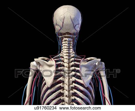 Bones and blood vessels of the torso, illustration View Large Photo Image Picture - Bones and blood vessels of the torso, illustration. Fotosearch