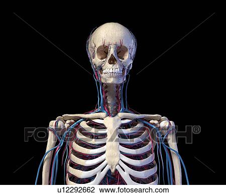 Bones and blood vessels of the torso, illustration View Large Photo Image Stock Image - Bones and blood vessels of the torso, illustration. Fotosearch