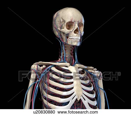 Stock Image - Bones and blood vessels of the torso, illustration. Fotosearch