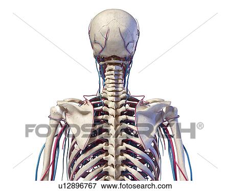 Bones and blood vessels of the torso, illustration View Large Photo Image Stock Photo - Bones and blood vessels of the torso, illustration. Fotosearch