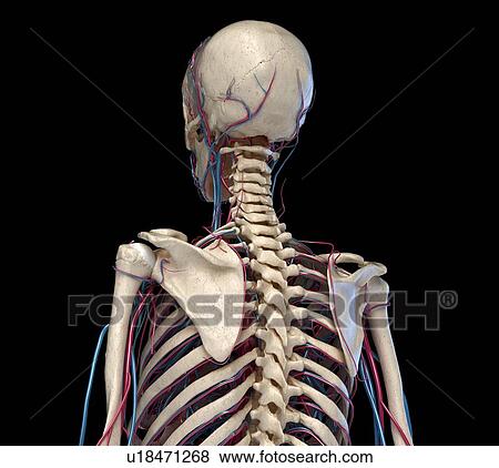 Bones and blood vessels of the torso, illustration View Large Photo Image Stock Photo - Bones and blood vessels of the torso, illustration. Fotosearch
