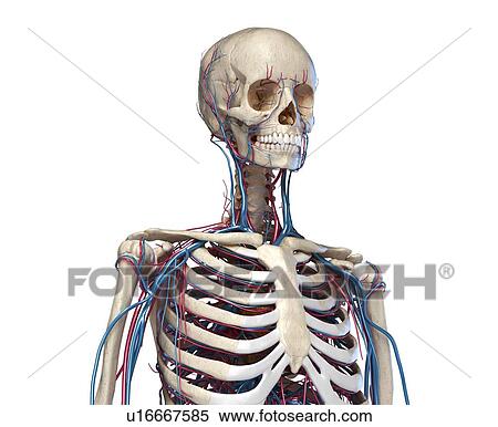 Stock Photography - Bones and blood vessels of the torso, illustration. Fotosearch
