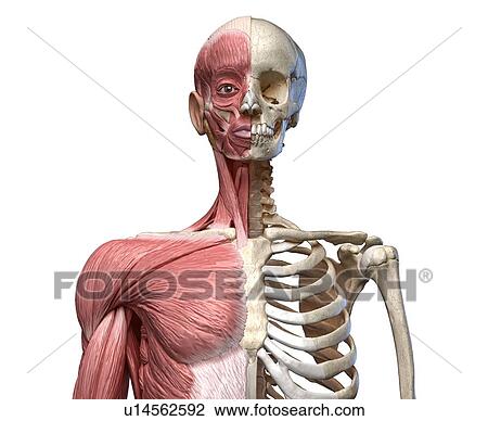 Bones and muscles of the torso, illustration View Large Photo Image Stock Image - Bones and muscles of the torso, illustration. Fotosearch