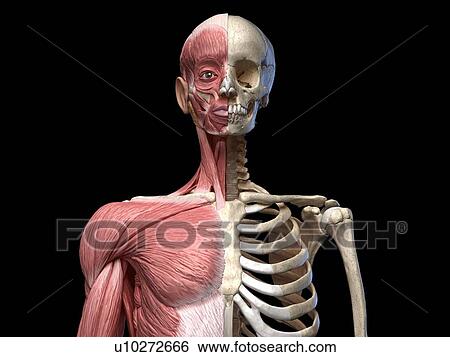 Stock Photograph - Bones and muscles of the torso, illustration. Fotosearch