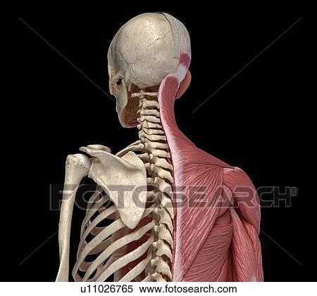 Stock Photography - Bones and muscles of the torso, illustration. Fotosearch