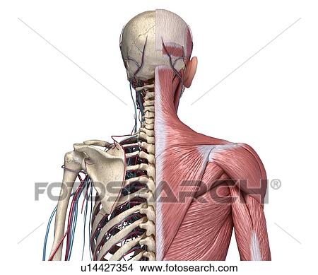 Picture - Bones, muscles and blood vessels of the torso, illustration. Fotosearch