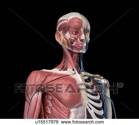 Stock Photo - Bones, muscles and blood vessels of the torso, illustration. Fotosearch