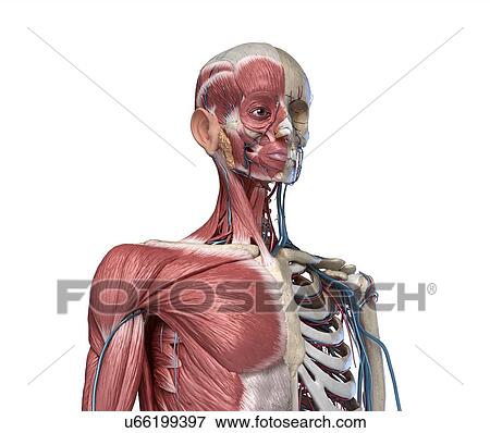 Stock Photo - Bones, muscles and blood vessels of the torso, illustration. Fotosearch