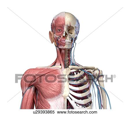 Stock Photography - Bones, muscles and blood vessels of the torso, illustration. Fotosearch