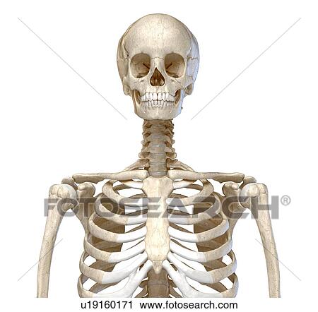 Stock Image - Bones of the torso, illustration. Fotosearch