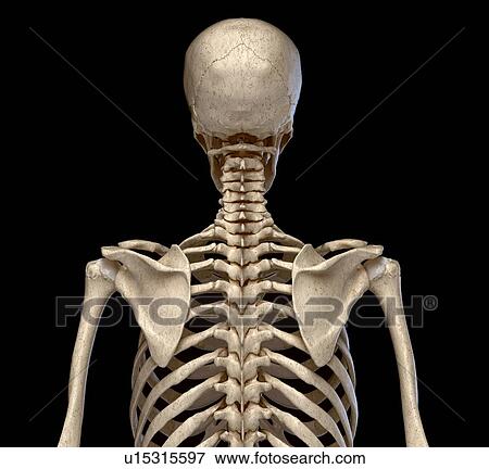 Stock Photo - Bones of the torso, illustration. Fotosearch