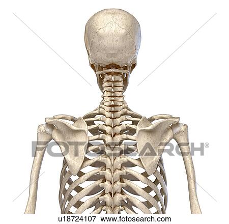 Stock Photo - Bones of the torso, illustration. Fotosearch
