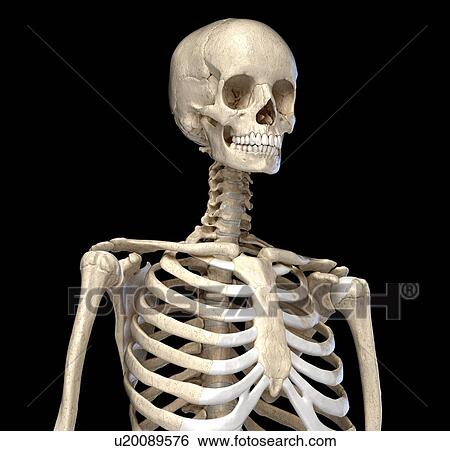 Bones of the torso, illustration View Large Photo Image Stock Photograph - Bones of the torso, illustration. Fotosearch