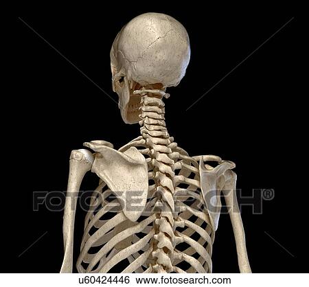 Bones of the torso, illustration View Large Photo Image Stock Photograph - Bones of the torso, illustration. Fotosearch