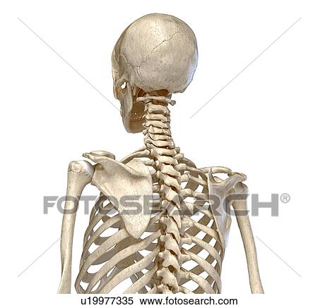Stock Photography - Bones of the torso, illustration. Fotosearch