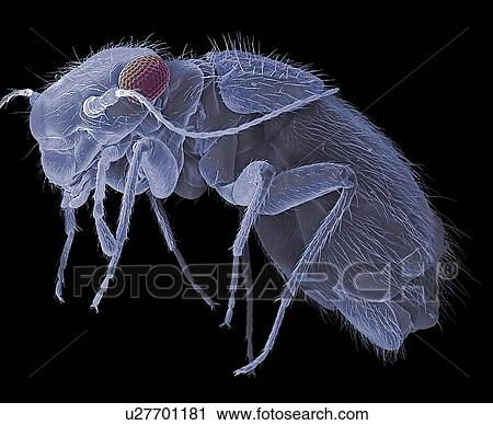 Booklouse, SEM View Large Photo Image Stock Image - Booklouse, SEM. Fotosearch