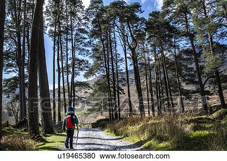 Stock Image - Boy exploring national park, Llanaber, Gwynedd, United Kingdom. Fotosearch