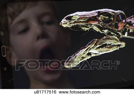 Boy looking at dinosaur View Large Photo Image Stock Photograph - Boy looking at dinosaur. Fotosearch