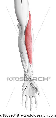 Brachioradialis muscle, illustration View Large Photo Image Stock Photo - Brachioradialis muscle, illustration. Fotosearch