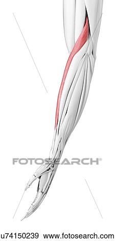 Stock Photo - Brachioradialis muscle, illustration. Fotosearch