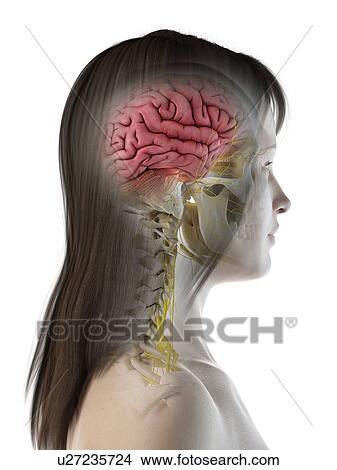 Picture - Brain anatomy, illustration. Fotosearch