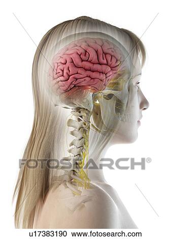 Stock Image - Brain anatomy, illustration. Fotosearch