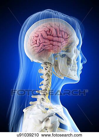 Stock Image - Brain anatomy, illustration. Fotosearch