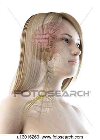 Brain anatomy, illustration View Large Photo Image Stock Photo - Brain anatomy, illustration. Fotosearch