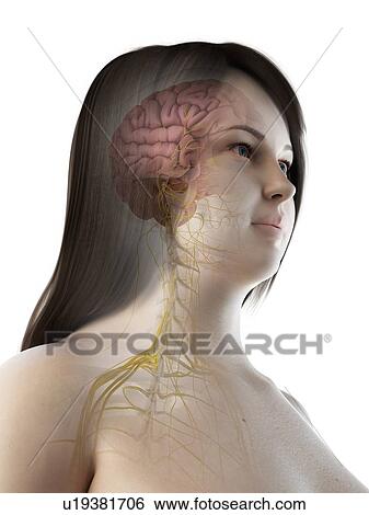 Stock Photograph - Brain anatomy, illustration. Fotosearch