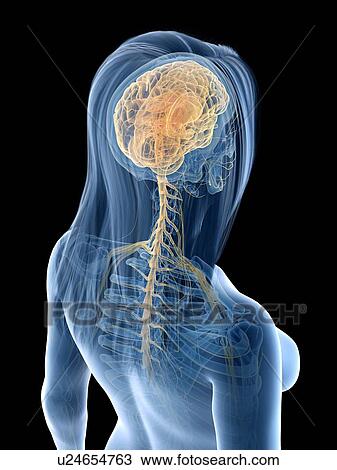 Stock Image - Brain and nerves, illustration. Fotosearch