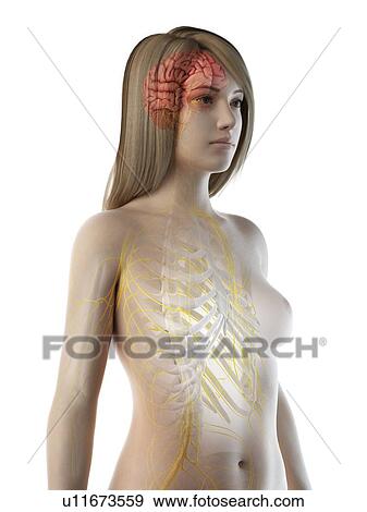 Stock Photo - Brain and nerves, illustration. Fotosearch