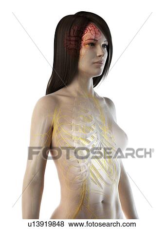 Brain and nerves, illustration View Large Photo Image Stock Photo - Brain and nerves, illustration. Fotosearch