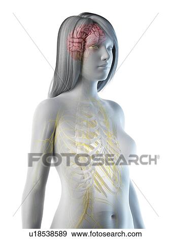 Stock Photo - Brain and nerves, illustration. Fotosearch