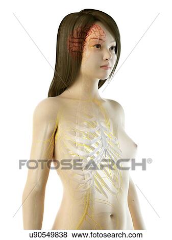 Brain and nerves, illustration View Large Photo Image Stock Photo - Brain and nerves, illustration. Fotosearch