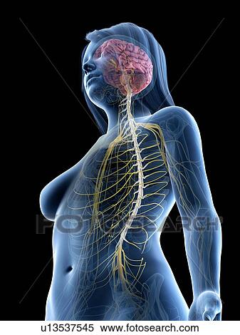 Brain and nerves, illustration View Large Photo Image Stock Photography - Brain and nerves, illustration. Fotosearch