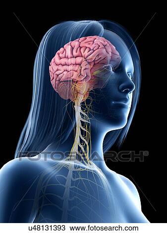 Brain, illustration View Large Photo Image Stock Image - Brain, illustration. Fotosearch