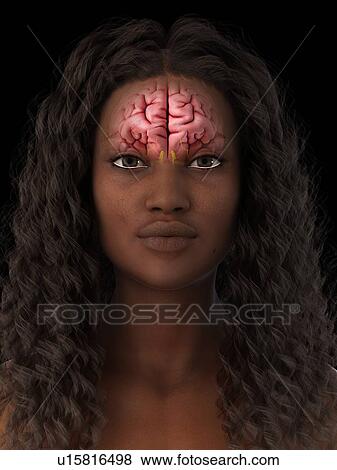 Stock Photo - Brain, illustration. Fotosearch