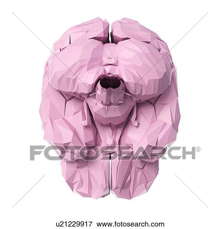 Stock Photo - Brain, illustration. Fotosearch
