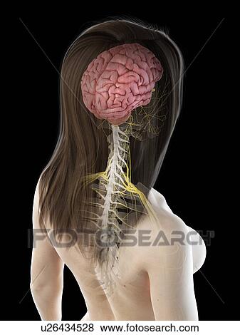 Brain, illustration View Large Photo Image Stock Photo - Brain, illustration. Fotosearch