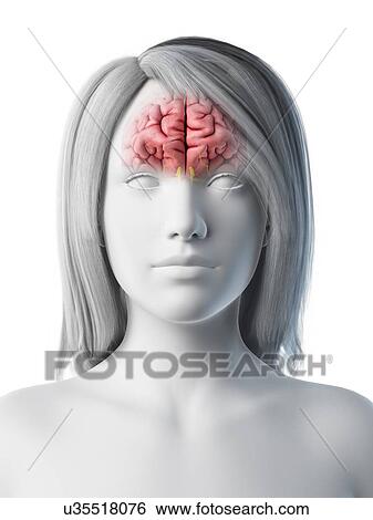 Brain, illustration View Large Photo Image Stock Photograph - Brain, illustration. Fotosearch