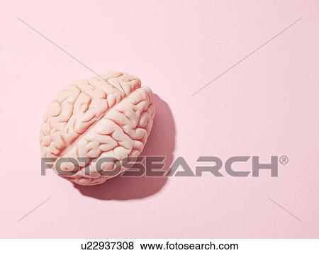 Brain View Large Photo Image Stock Photo - Brain. Fotosearch