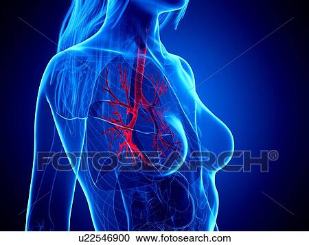 Bronchi, illustration View Large Photo Image Stock Image - Bronchi, illustration. Fotosearch