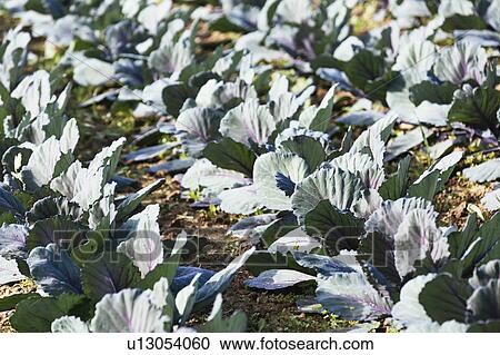 Cabbage crop View Large Photo Image Stock Image - Cabbage crop. Fotosearch