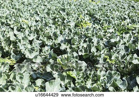 Cabbage crop View Large Photo Image Stock Photo - Cabbage crop. Fotosearch