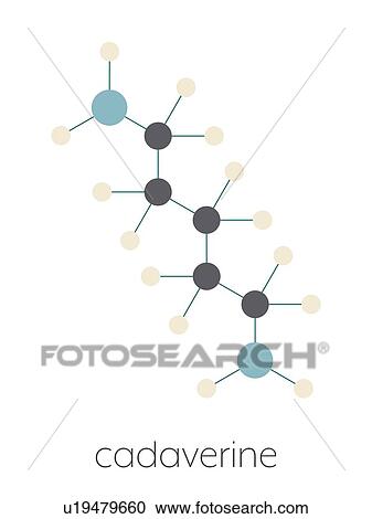 Stock Image - Cadaverine foul smelling molecule, illustration. Fotosearch