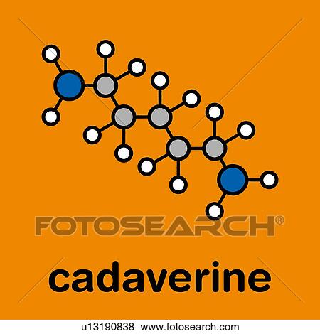 Stock Photo - Cadaverine foul smelling molecule, illustration. Fotosearch